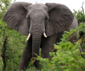 Elephant in Uganda